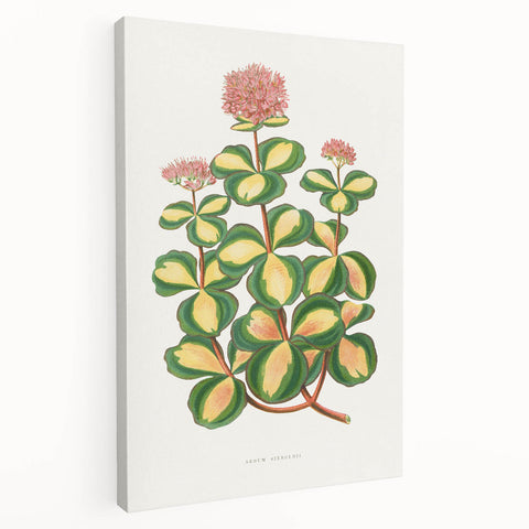 Romanticism Art - Stonecrop Leaf Illustration by Lydon & Fawsett Print