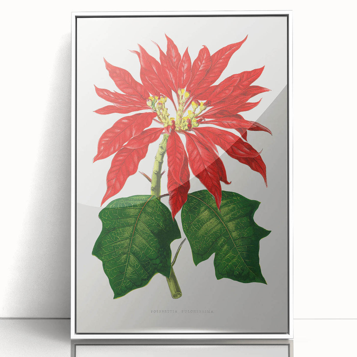 Romanticism Art - Poinsettia Illustration by Lydon & Fawsett Print