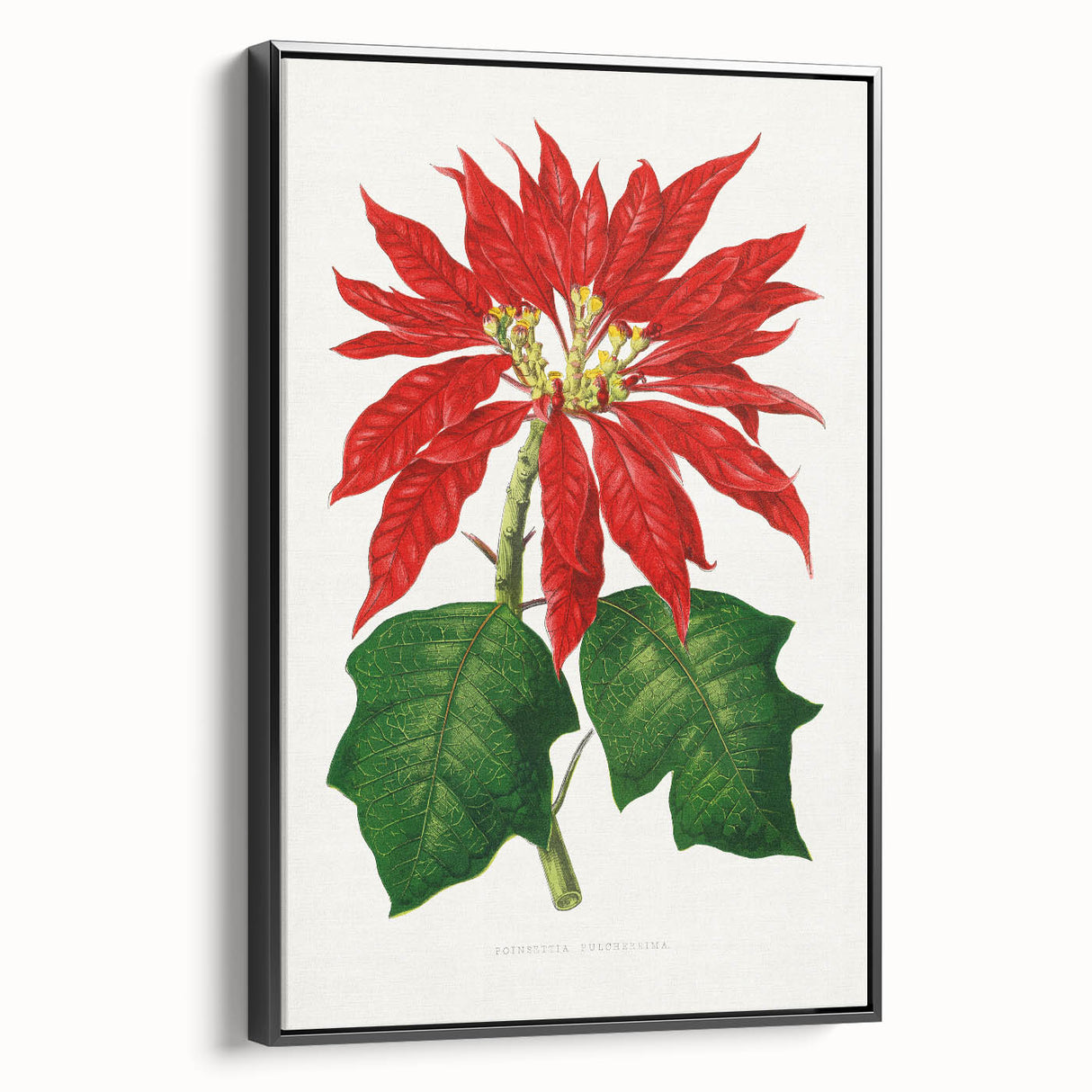 Romanticism Art - Poinsettia Illustration by Lydon & Fawsett Print