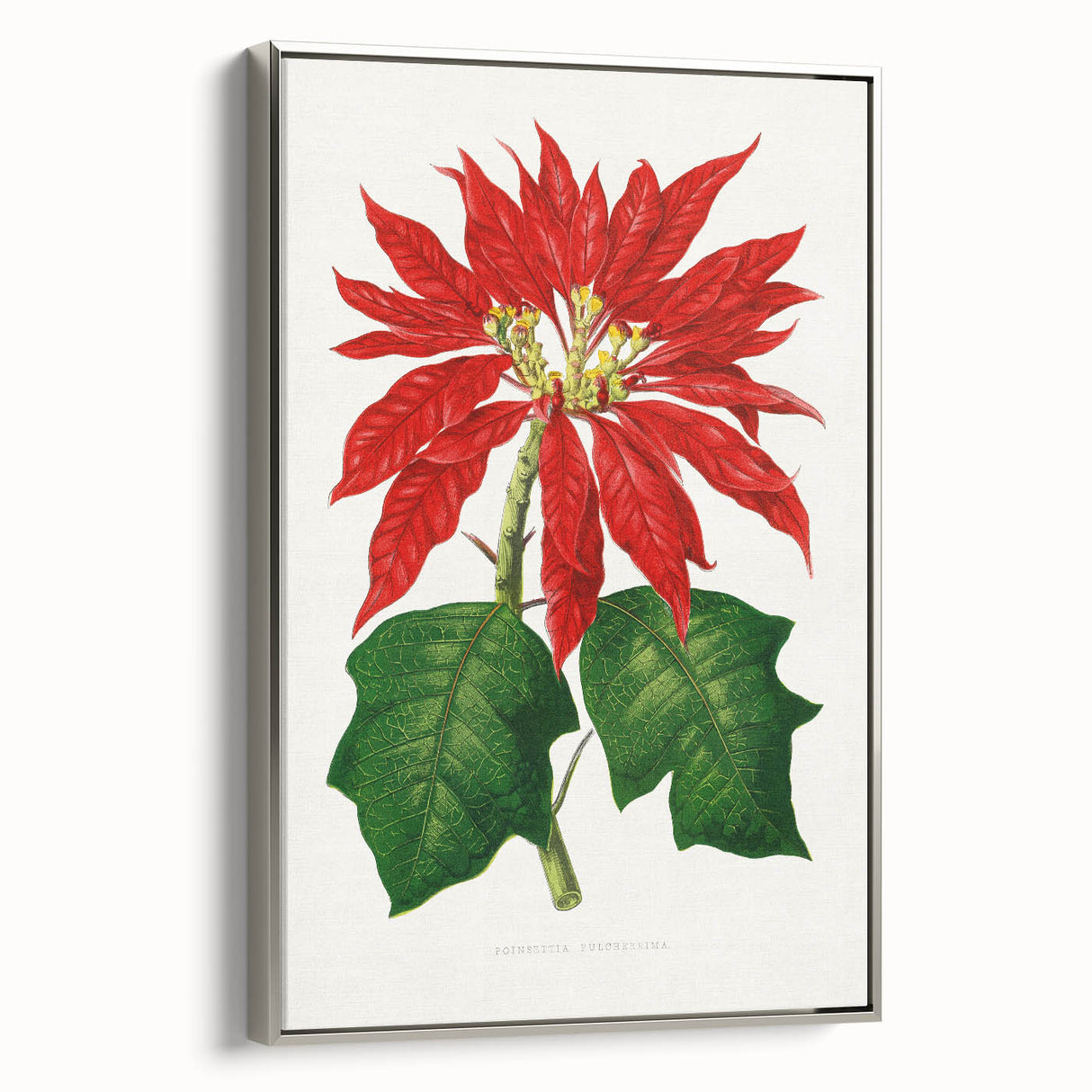 Romanticism Art - Poinsettia Illustration by Lydon & Fawsett Print