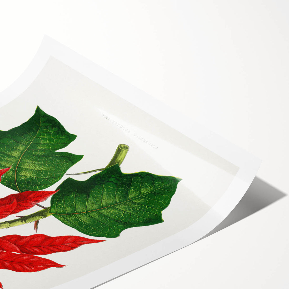 Romanticism Art - Poinsettia Illustration by Lydon & Fawsett Print