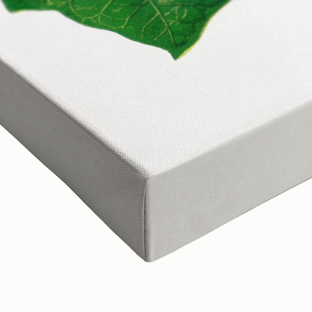 Romanticism Art - Poinsettia Illustration by Lydon & Fawsett Print