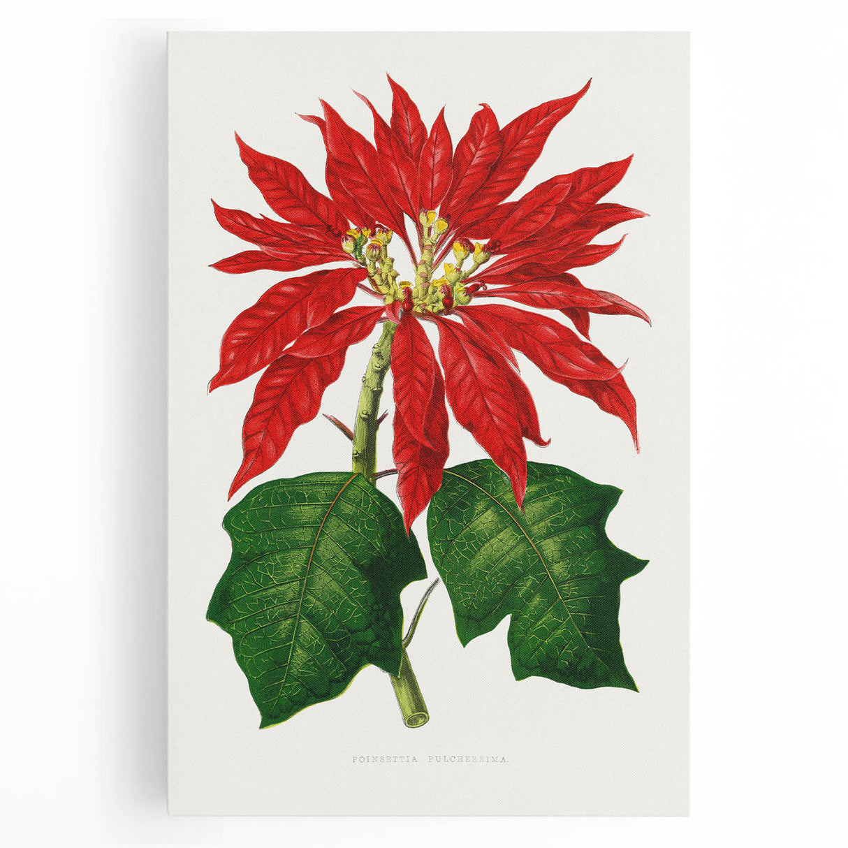 Romanticism Art - Poinsettia Illustration by Lydon & Fawsett Print