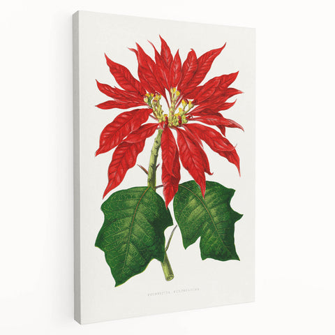 Romanticism Art - Poinsettia Illustration by Lydon & Fawsett Print