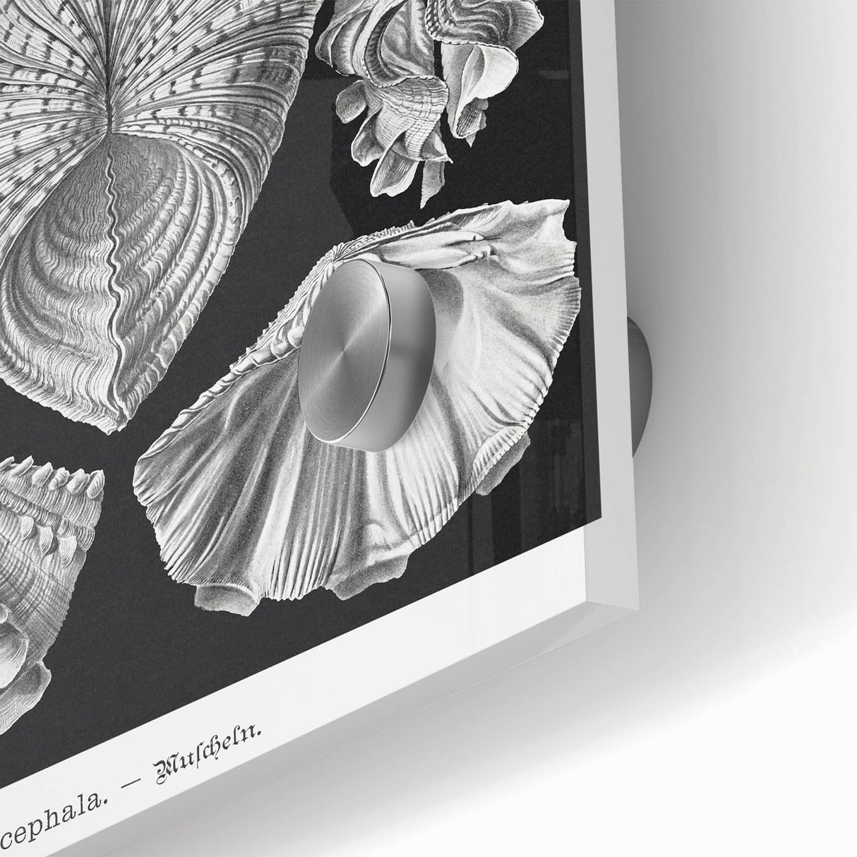 Ernst Haeckel’s Shell Illustrations - Elegant Black and White Wall Art