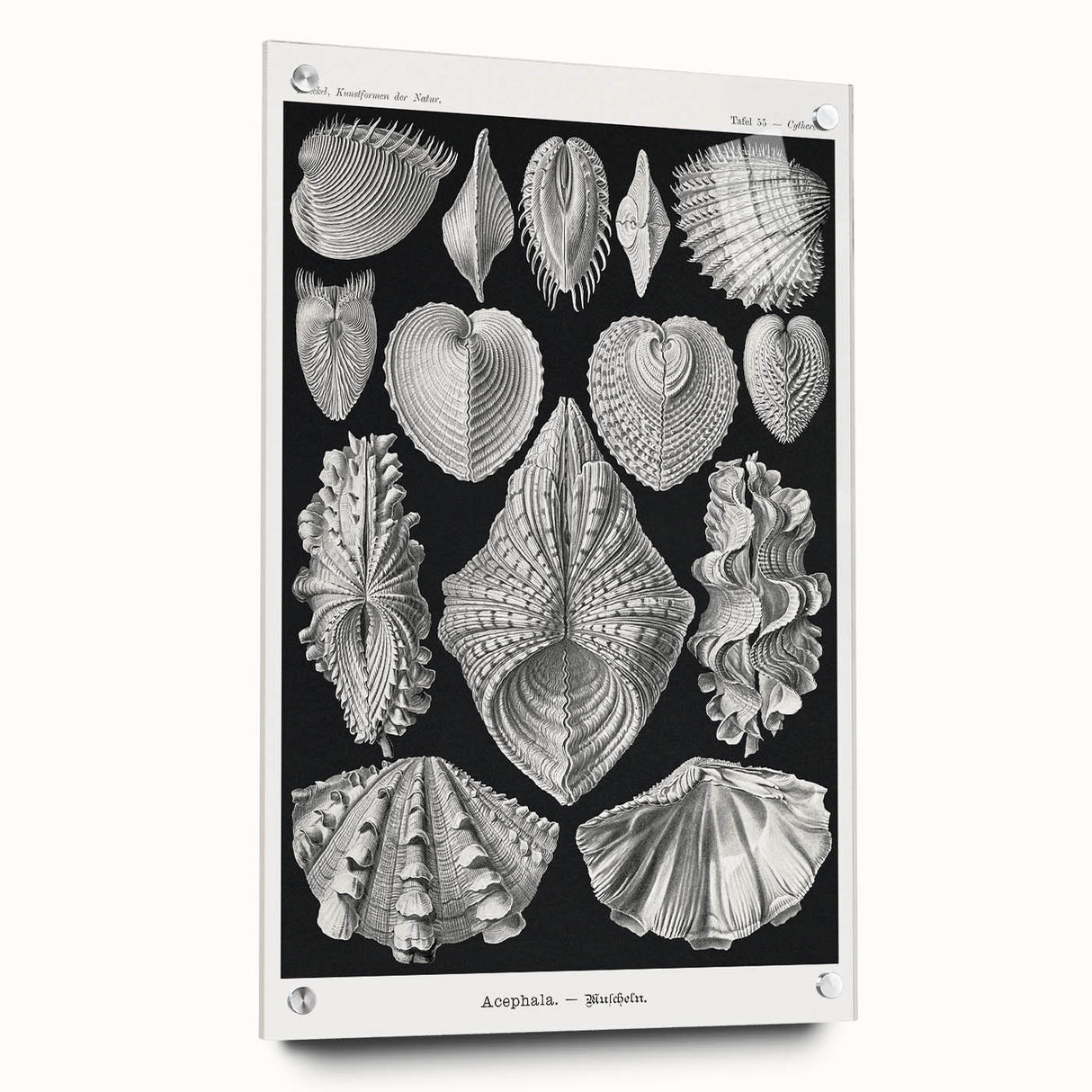 Ernst Haeckel’s Shell Illustrations - Elegant Black and White Wall Art