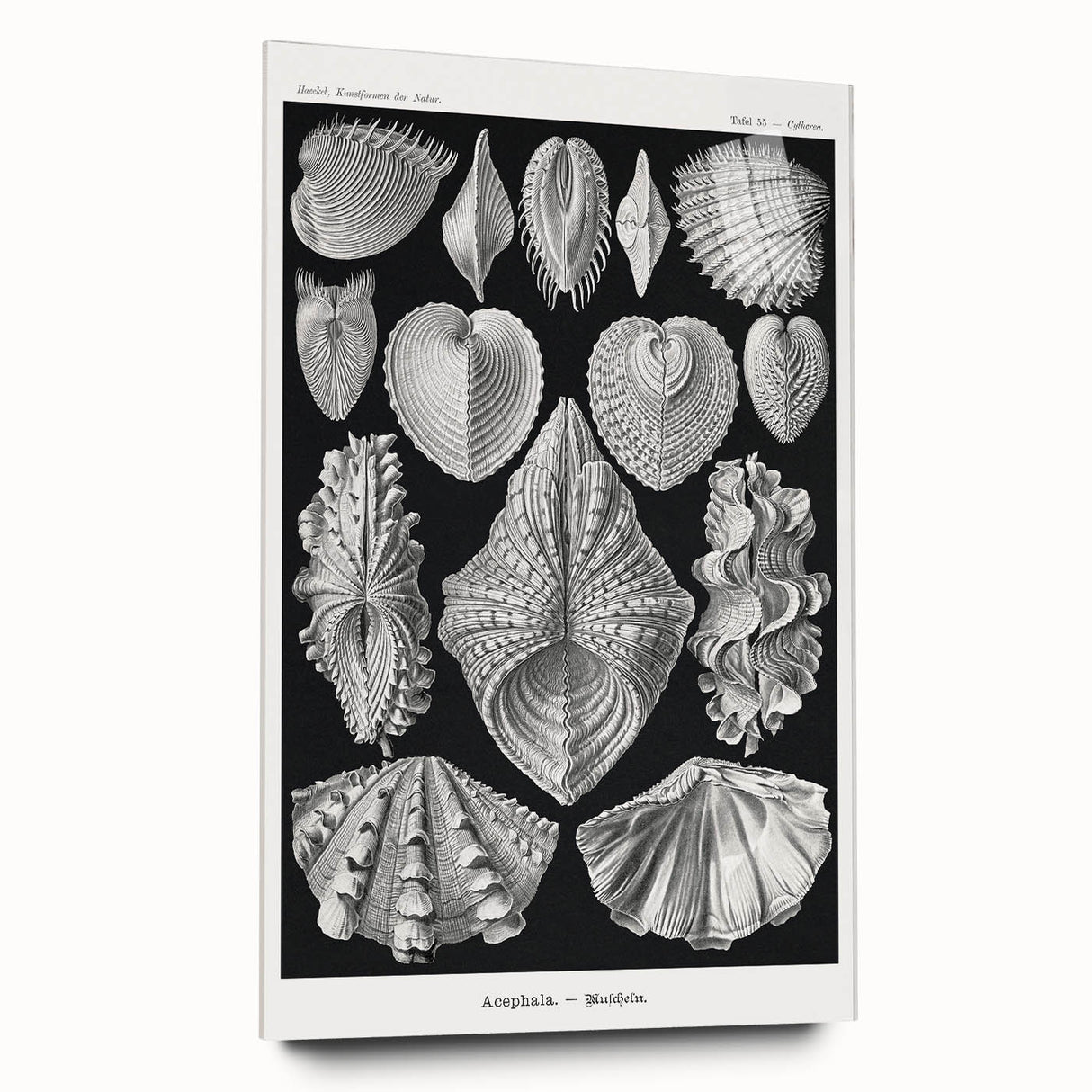Ernst Haeckel’s Shell Illustrations - Elegant Black and White Wall Art
