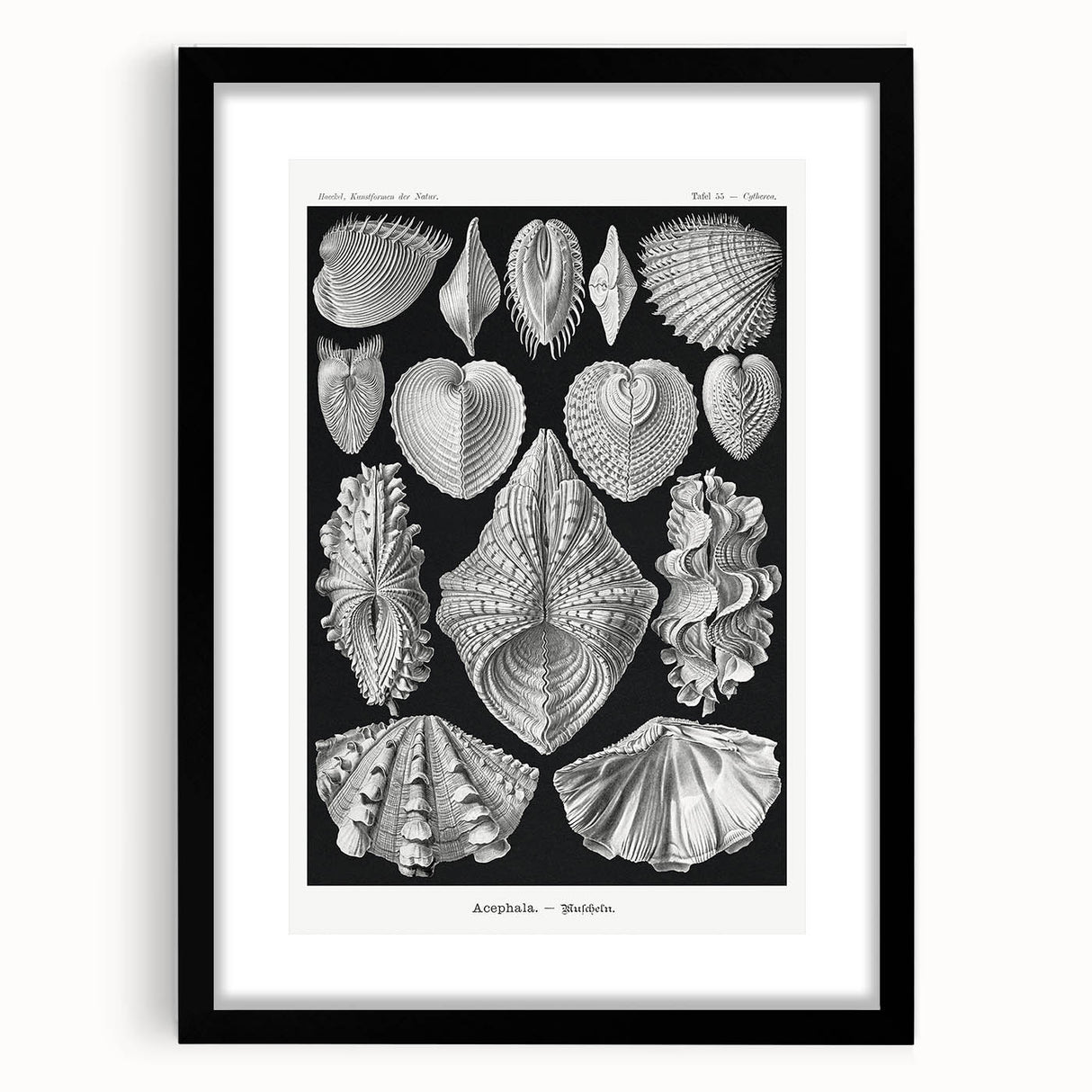 Ernst Haeckel’s Shell Illustrations - Elegant Black and White Wall Art