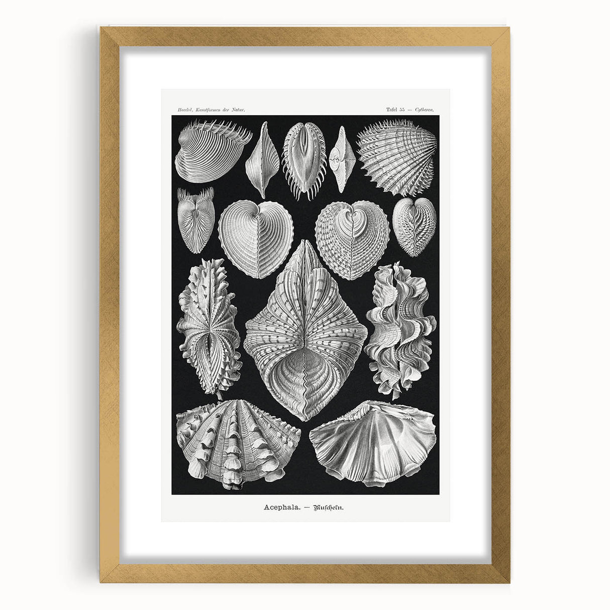 Ernst Haeckel’s Shell Illustrations - Elegant Black and White Wall Art