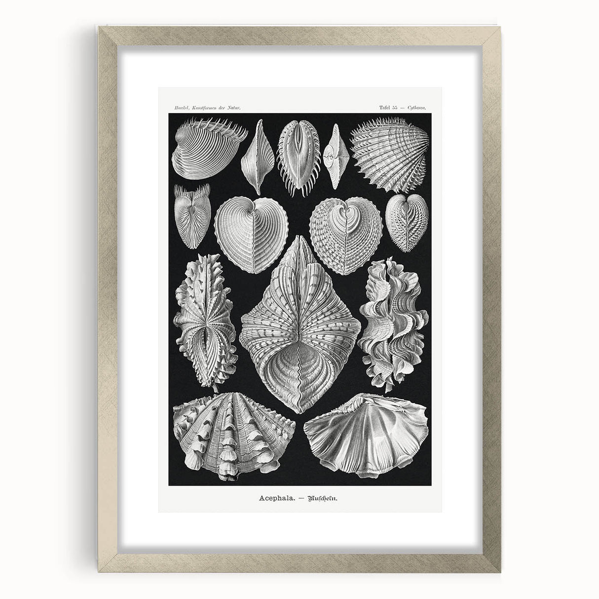 Ernst Haeckel’s Shell Illustrations - Elegant Black and White Wall Art