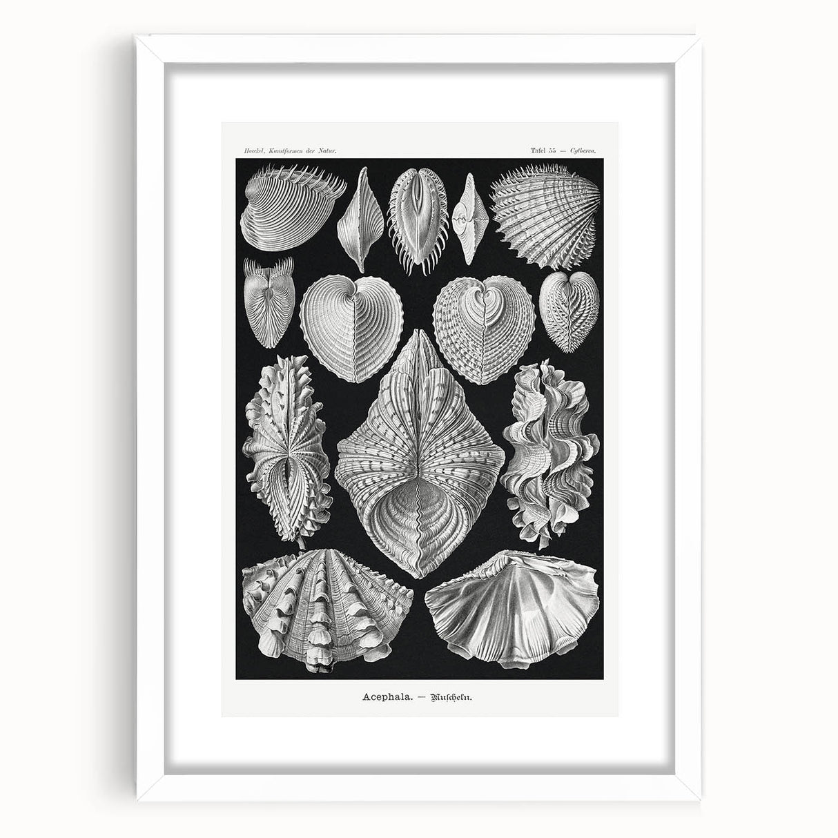 Ernst Haeckel’s Shell Illustrations - Elegant Black and White Wall Art