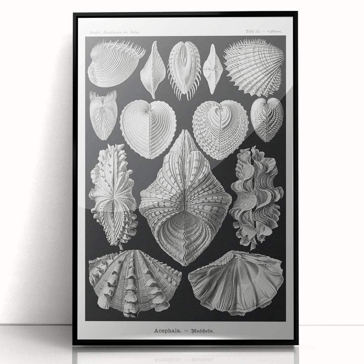 Ernst Haeckel’s Shell Illustrations - Elegant Black and White Wall Art