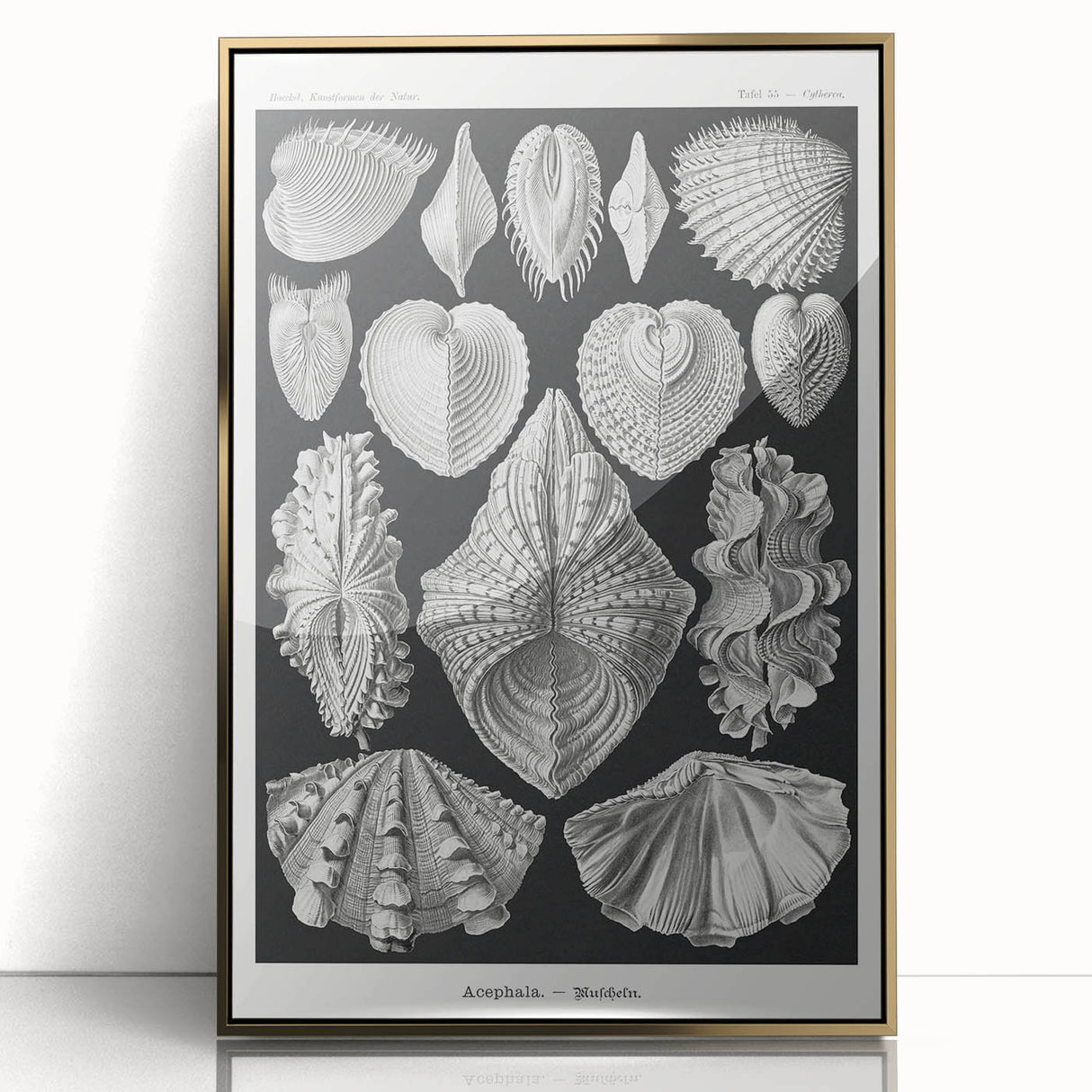 Ernst Haeckel’s Shell Illustrations - Elegant Black and White Wall Art