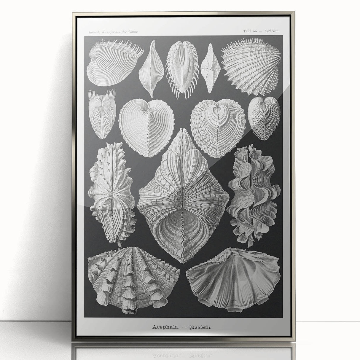 Ernst Haeckel’s Shell Illustrations - Elegant Black and White Wall Art