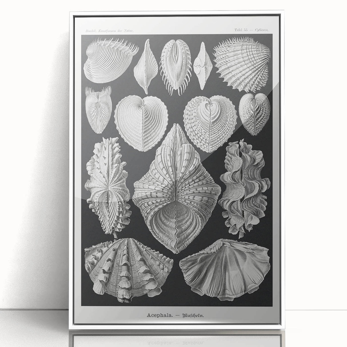 Ernst Haeckel’s Shell Illustrations - Elegant Black and White Wall Art