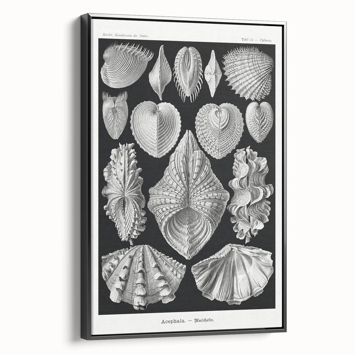 Ernst Haeckel’s Shell Illustrations - Elegant Black and White Wall Art