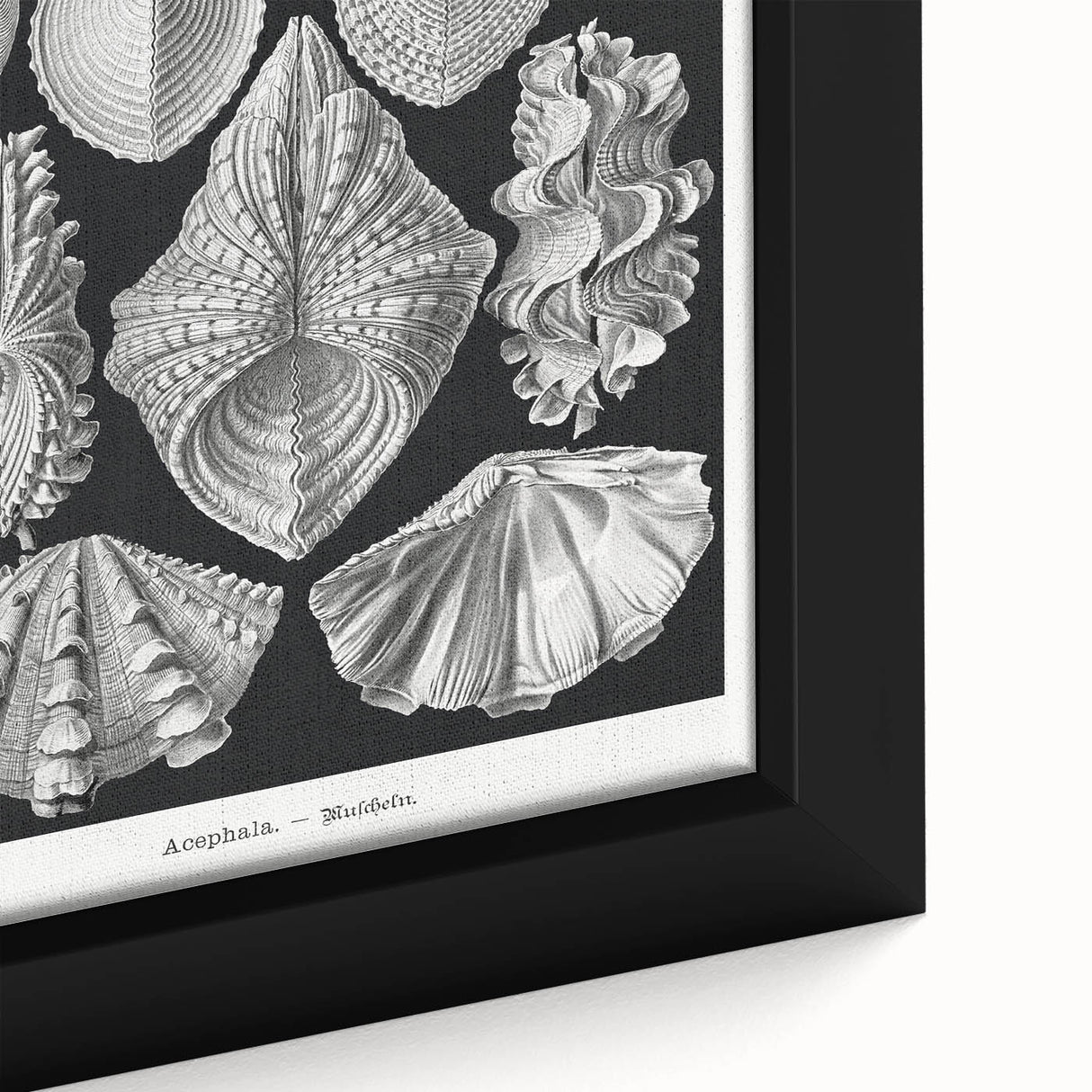 Ernst Haeckel’s Shell Illustrations - Elegant Black and White Wall Art
