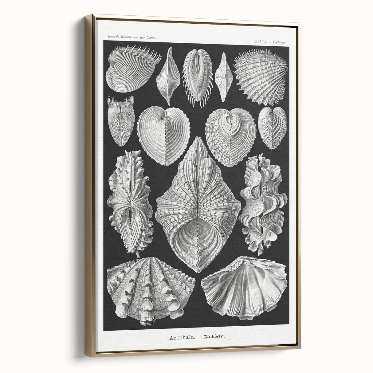 Ernst Haeckel’s Shell Illustrations - Elegant Black and White Wall Art