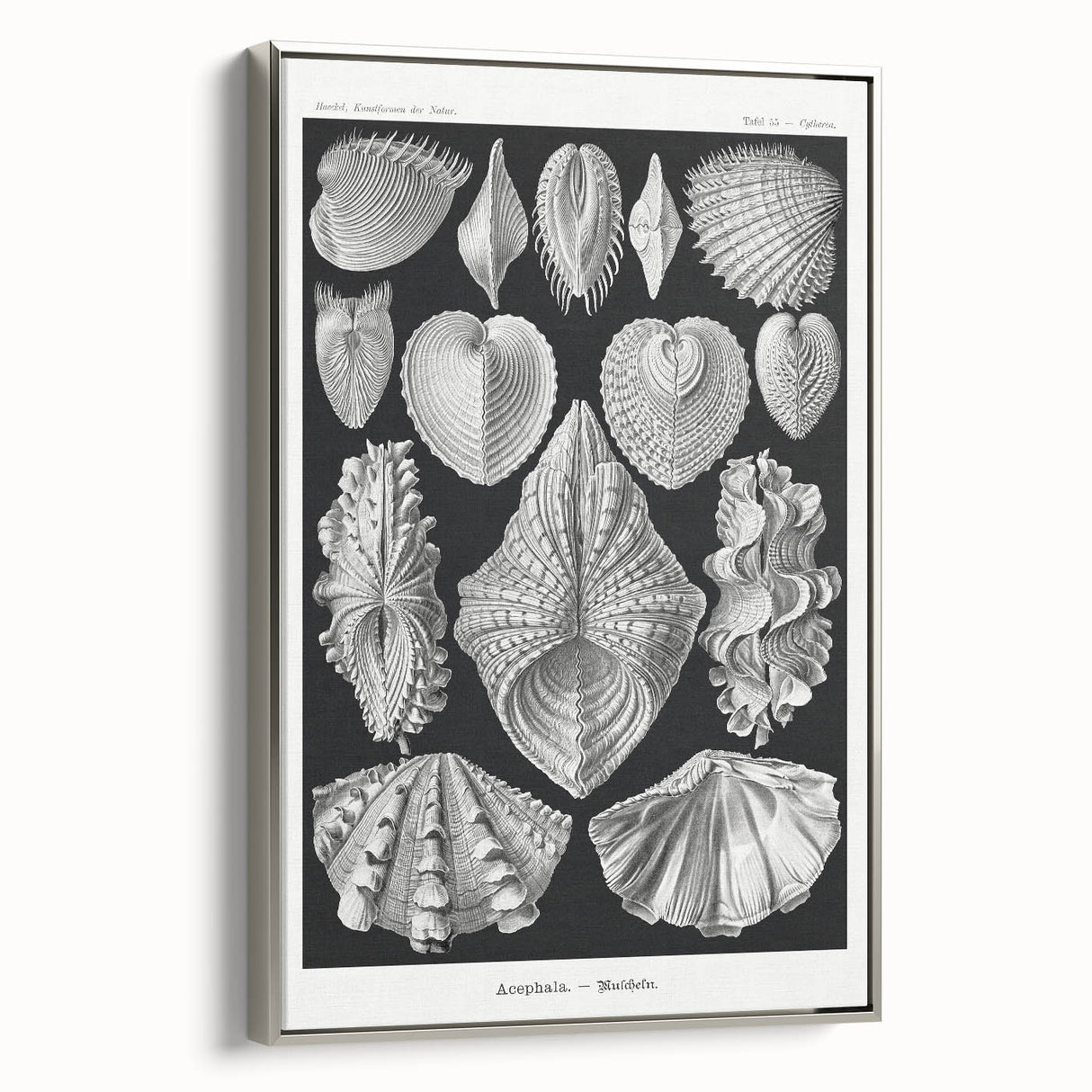 Ernst Haeckel’s Shell Illustrations - Elegant Black and White Wall Art