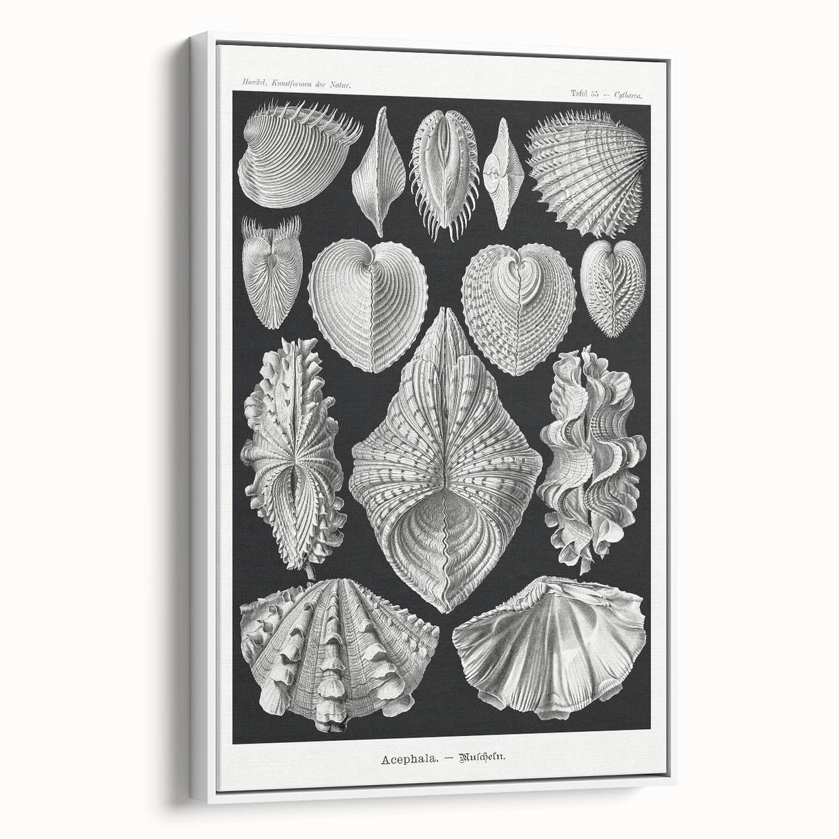Ernst Haeckel’s Shell Illustrations - Elegant Black and White Wall Art