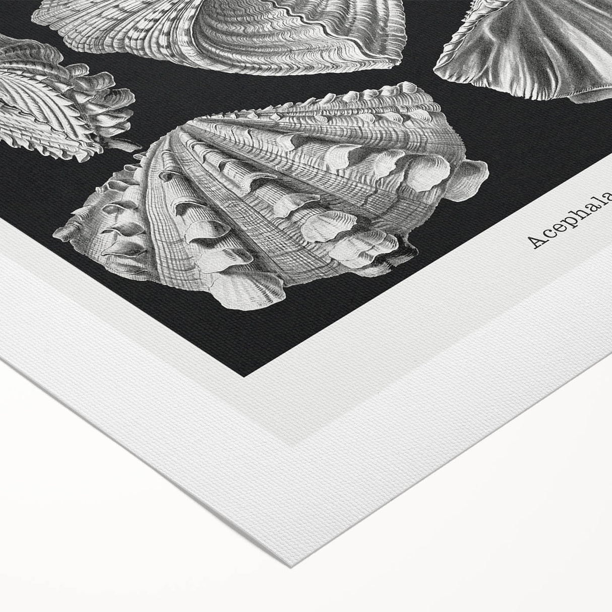 Ernst Haeckel’s Shell Illustrations - Elegant Black and White Wall Art