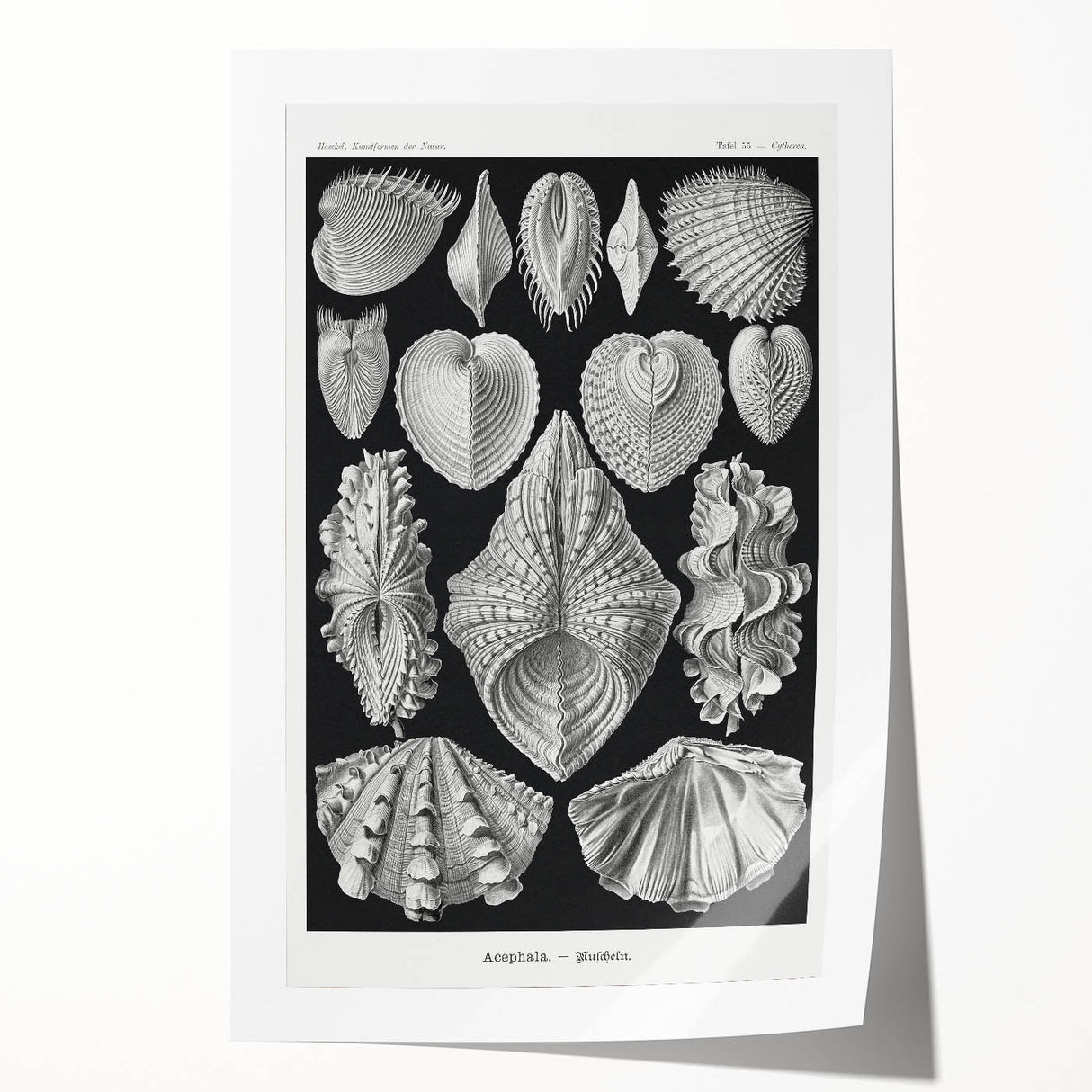 Ernst Haeckel’s Shell Illustrations - Elegant Black and White Wall Art