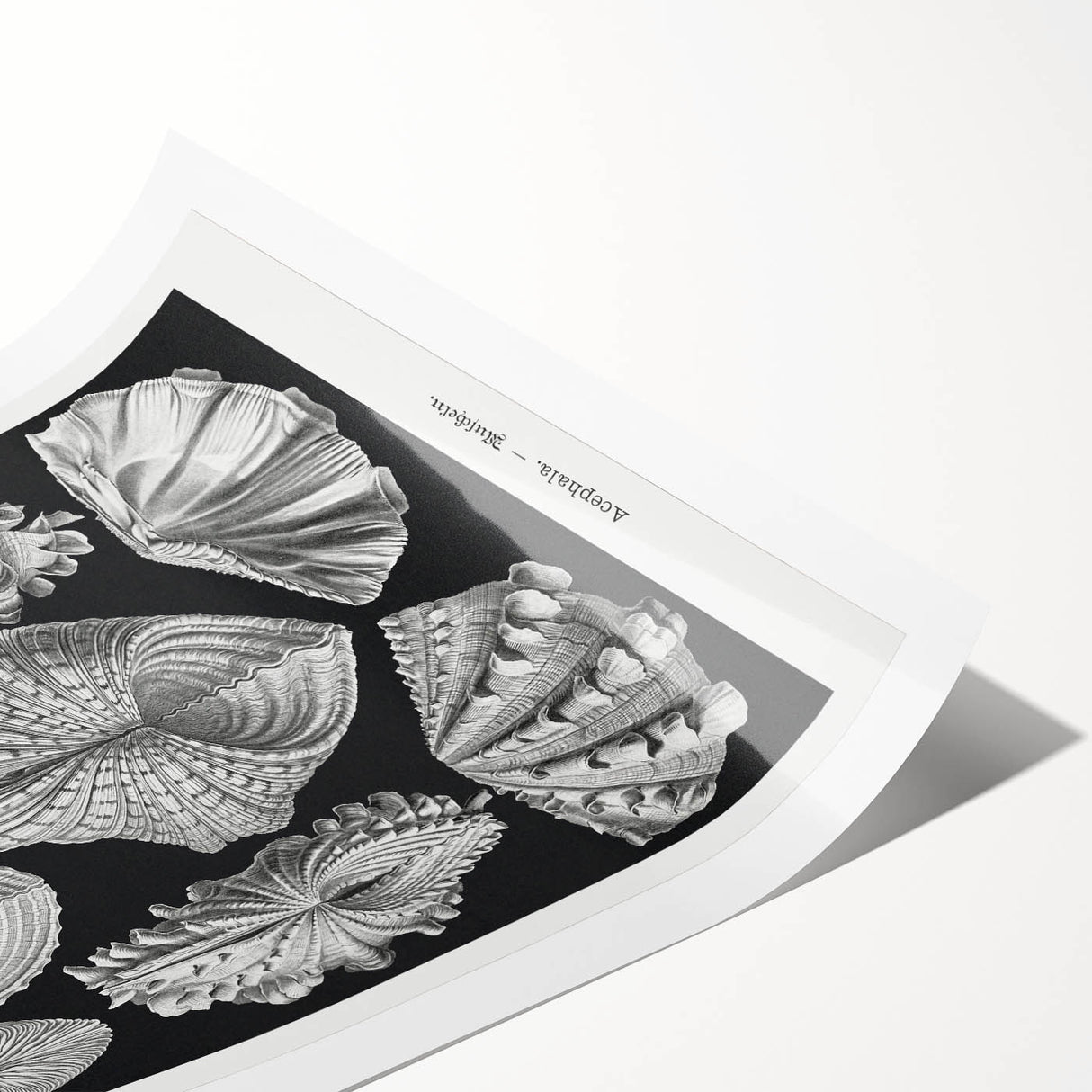 Ernst Haeckel’s Shell Illustrations - Elegant Black and White Wall Art