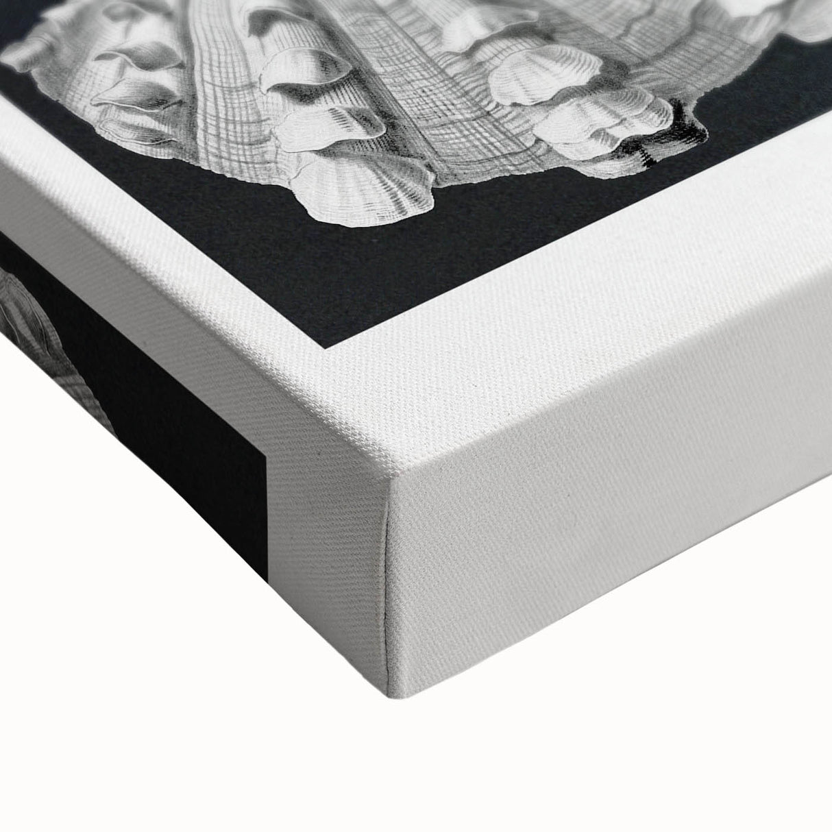 Ernst Haeckel’s Shell Illustrations - Elegant Black and White Wall Art