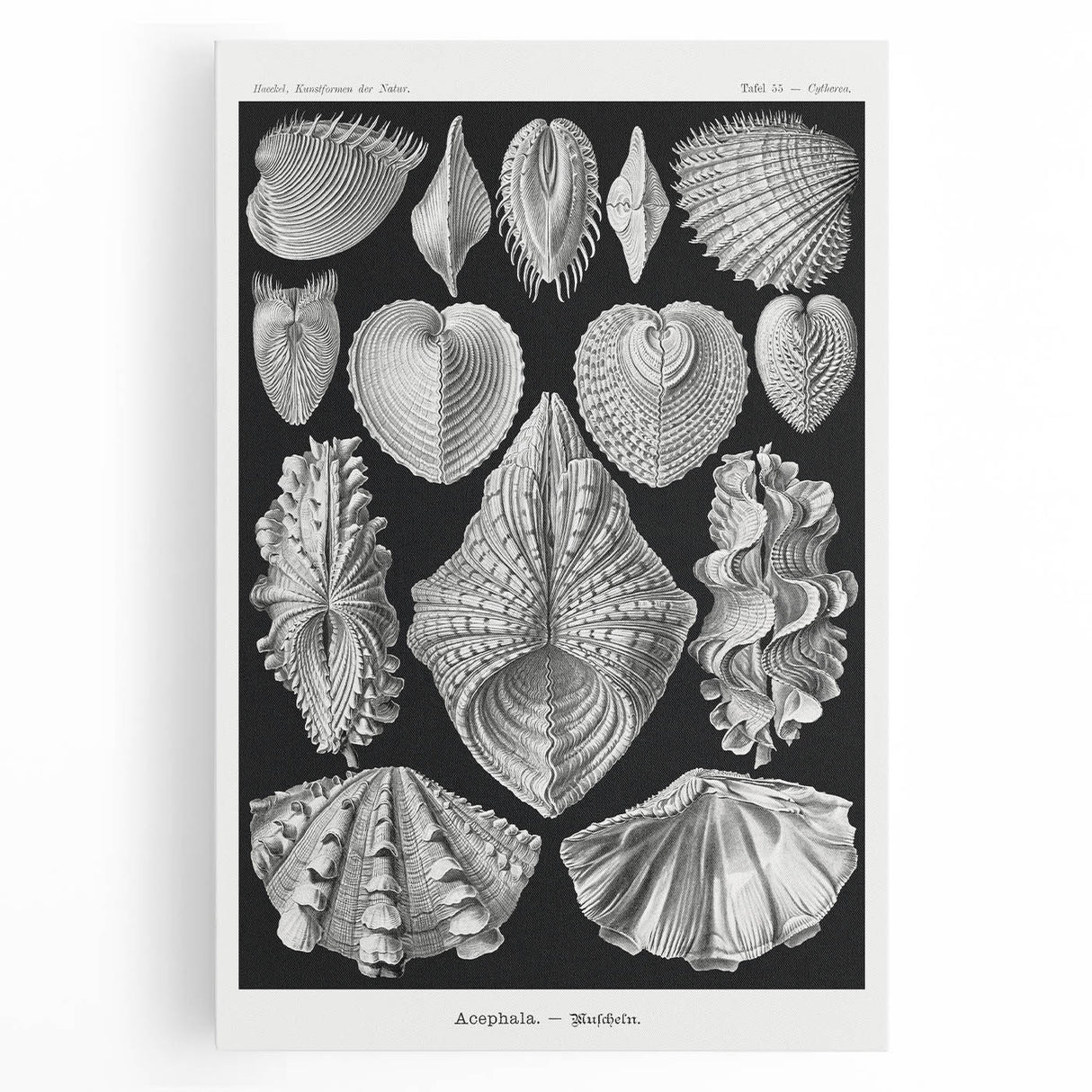Ernst Haeckel’s Shell Illustrations - Elegant Black and White Wall Art
