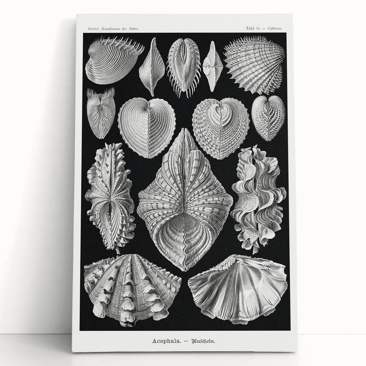 Ernst Haeckel’s Shell Illustrations - Elegant Black and White Wall Art