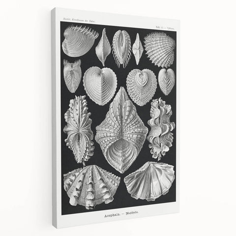 Ernst Haeckel’s Shell Illustrations - Elegant Black and White Wall Art