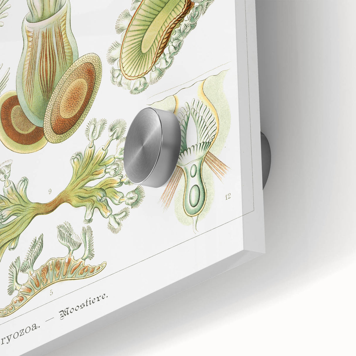 Ernst Haeckel’s Bryozoa - Elegant Nature Illustration Wall Art