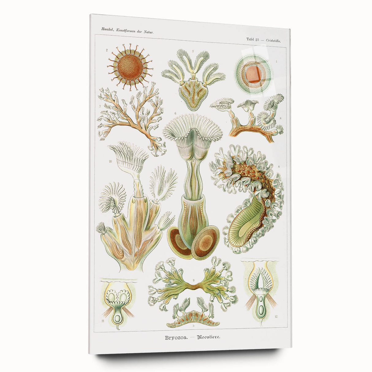 Ernst Haeckel’s Bryozoa - Elegant Nature Illustration Wall Art
