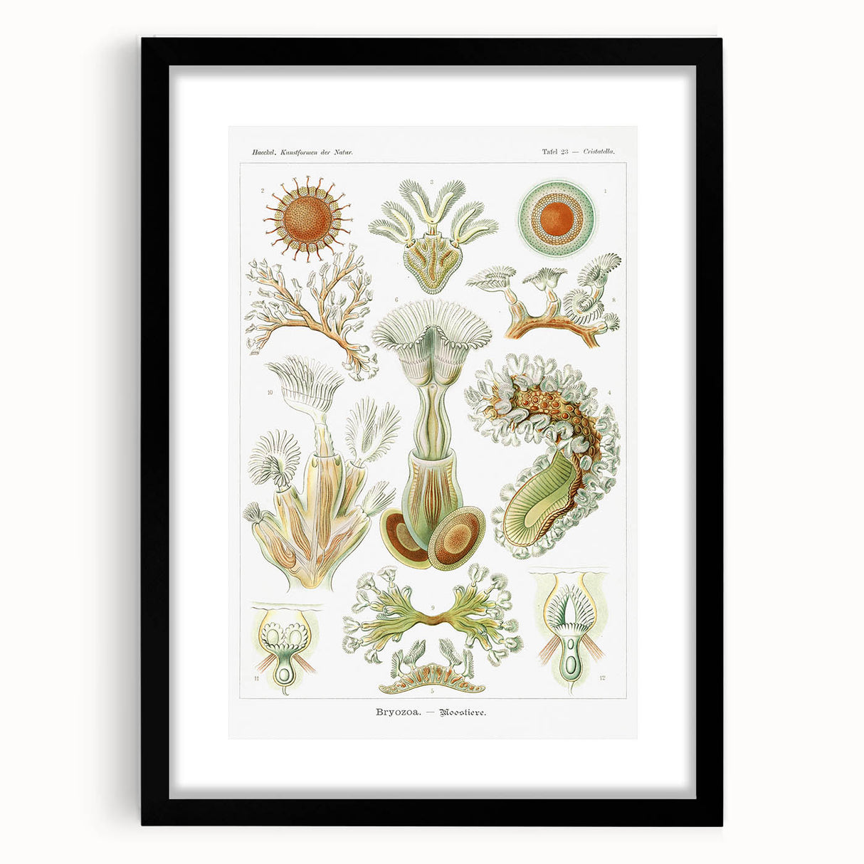 Ernst Haeckel’s Bryozoa - Elegant Nature Illustration Wall Art