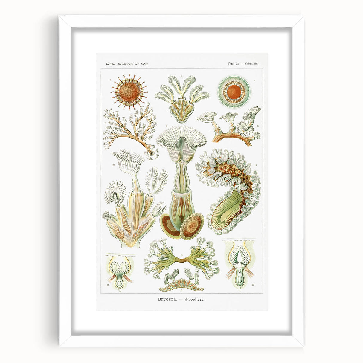 Ernst Haeckel’s Bryozoa - Elegant Nature Illustration Wall Art
