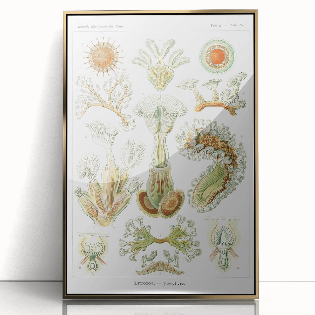Ernst Haeckel’s Bryozoa - Elegant Nature Illustration Wall Art