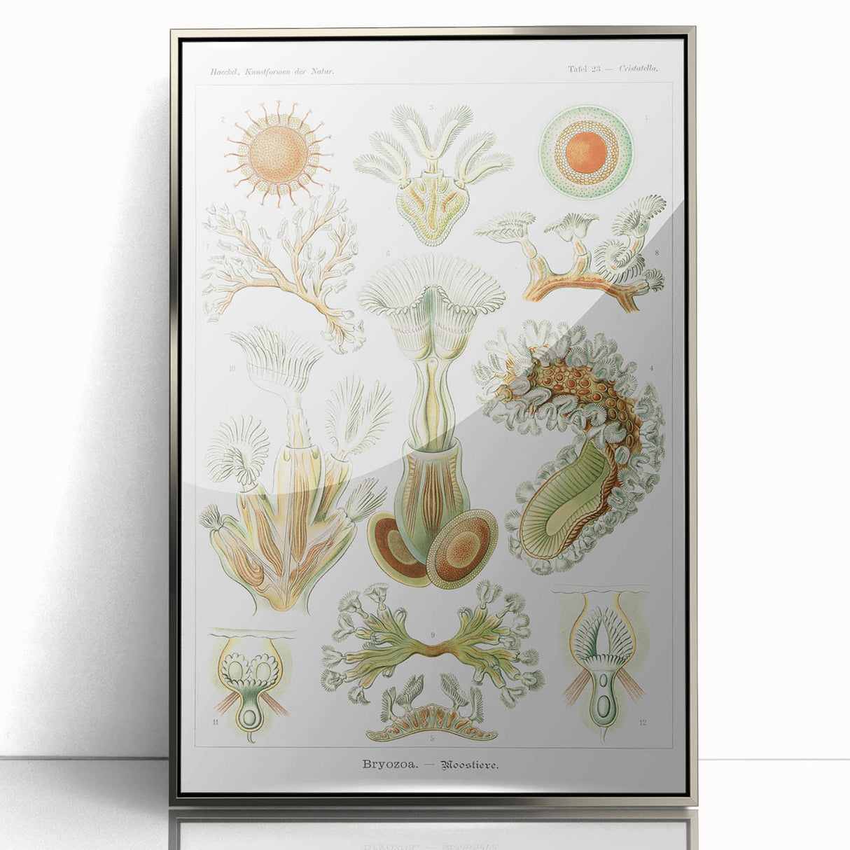 Ernst Haeckel’s Bryozoa - Elegant Nature Illustration Wall Art