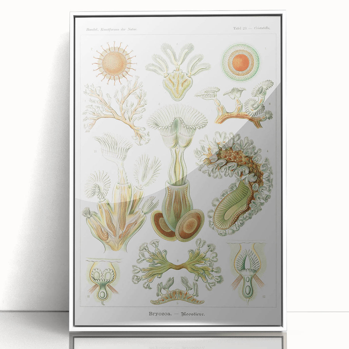 Ernst Haeckel’s Bryozoa - Elegant Nature Illustration Wall Art