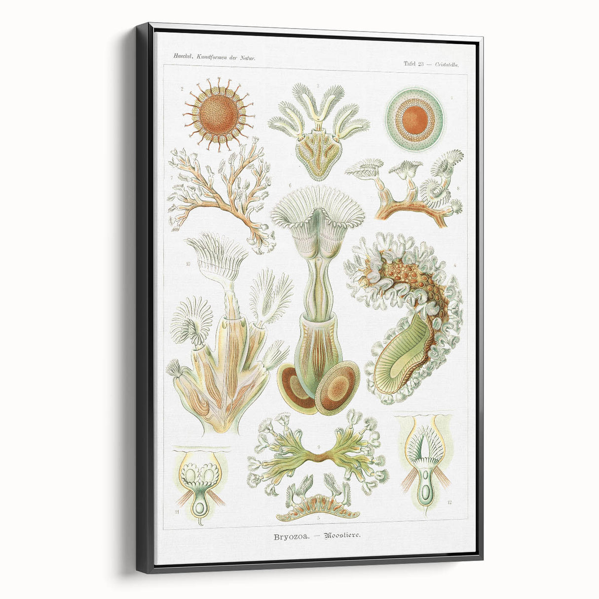 Ernst Haeckel’s Bryozoa - Elegant Nature Illustration Wall Art