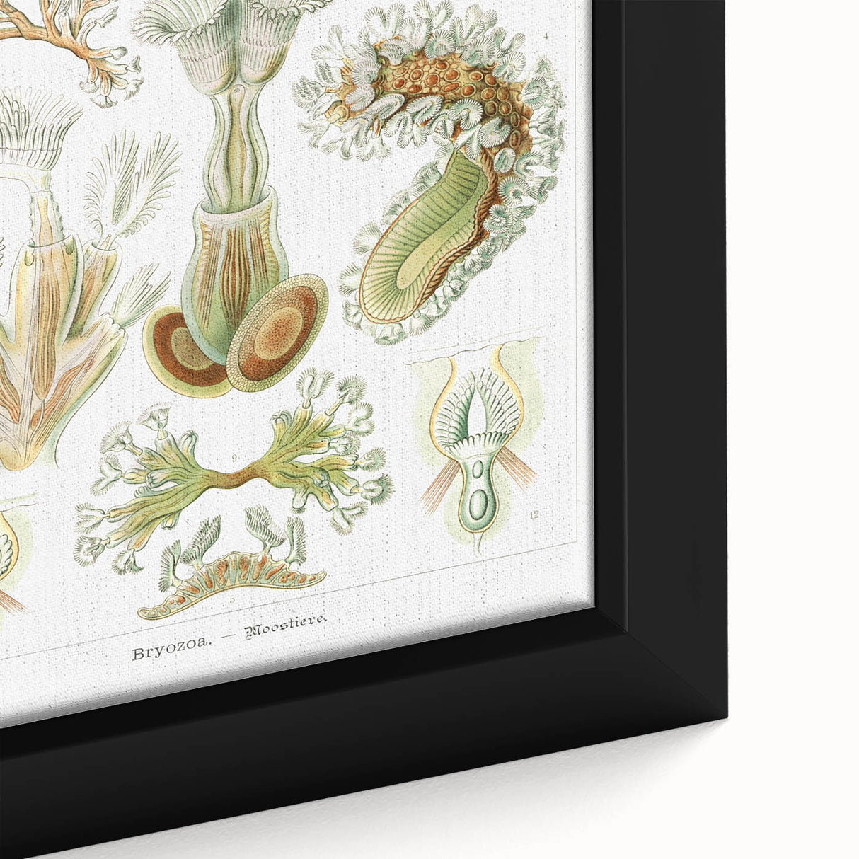 Ernst Haeckel’s Bryozoa - Elegant Nature Illustration Wall Art