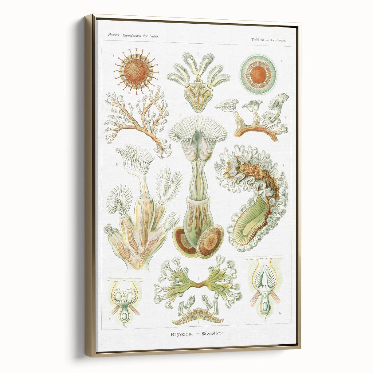 Ernst Haeckel’s Bryozoa - Elegant Nature Illustration Wall Art