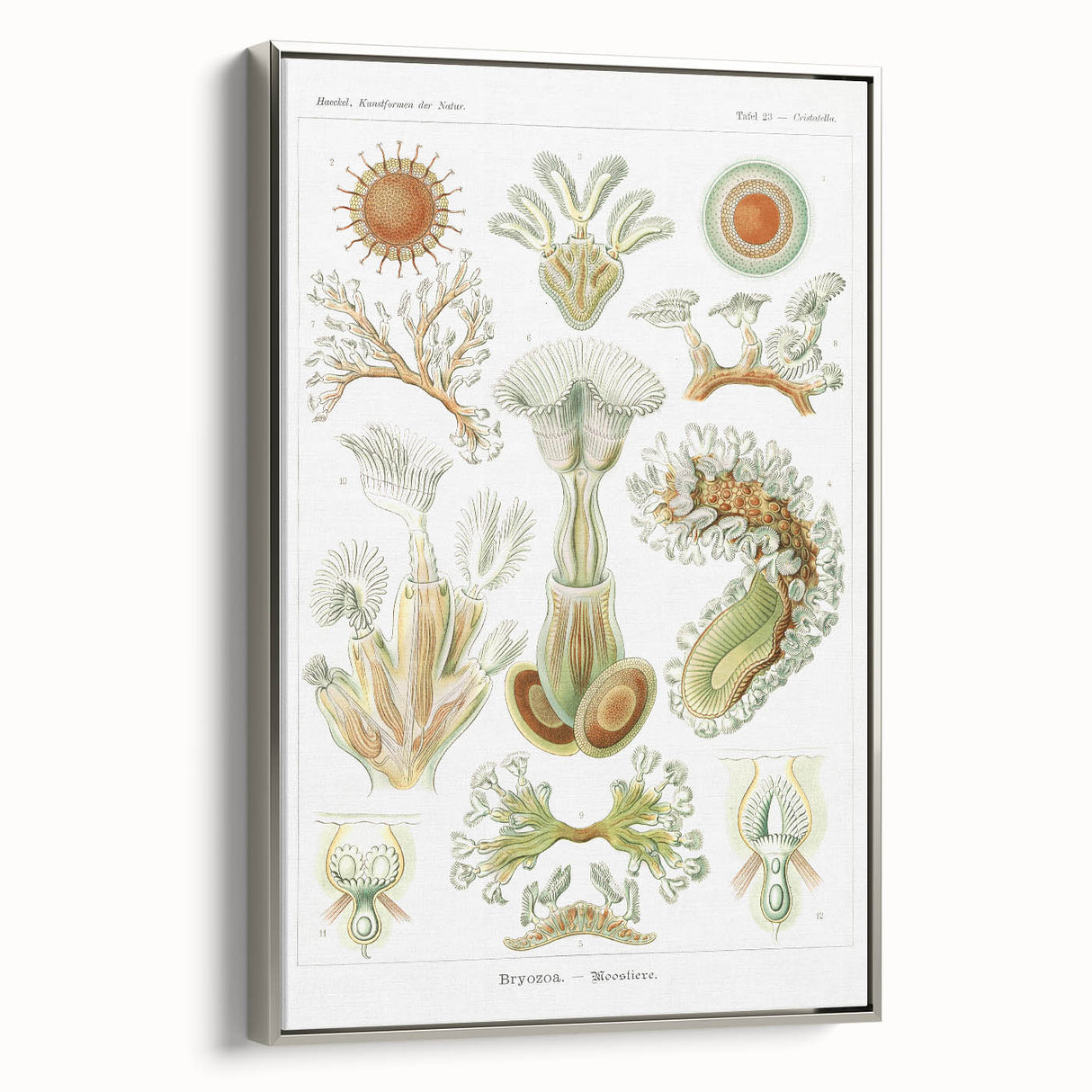 Ernst Haeckel’s Bryozoa - Elegant Nature Illustration Wall Art