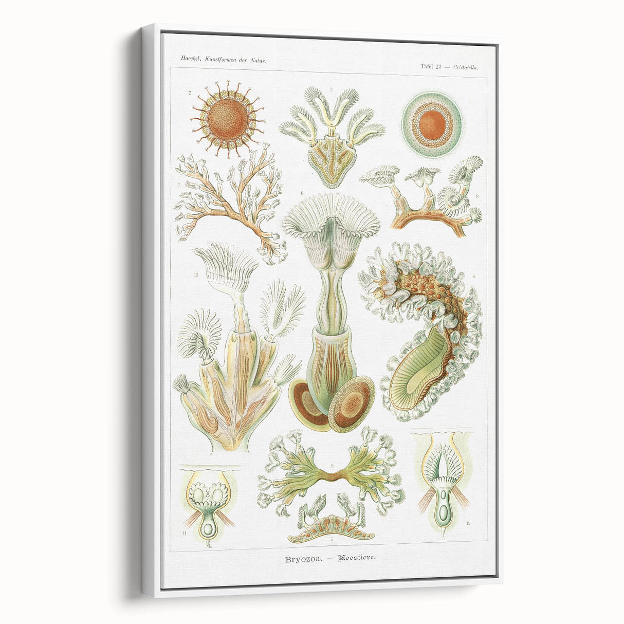 Ernst Haeckel’s Bryozoa - Elegant Nature Illustration Wall Art