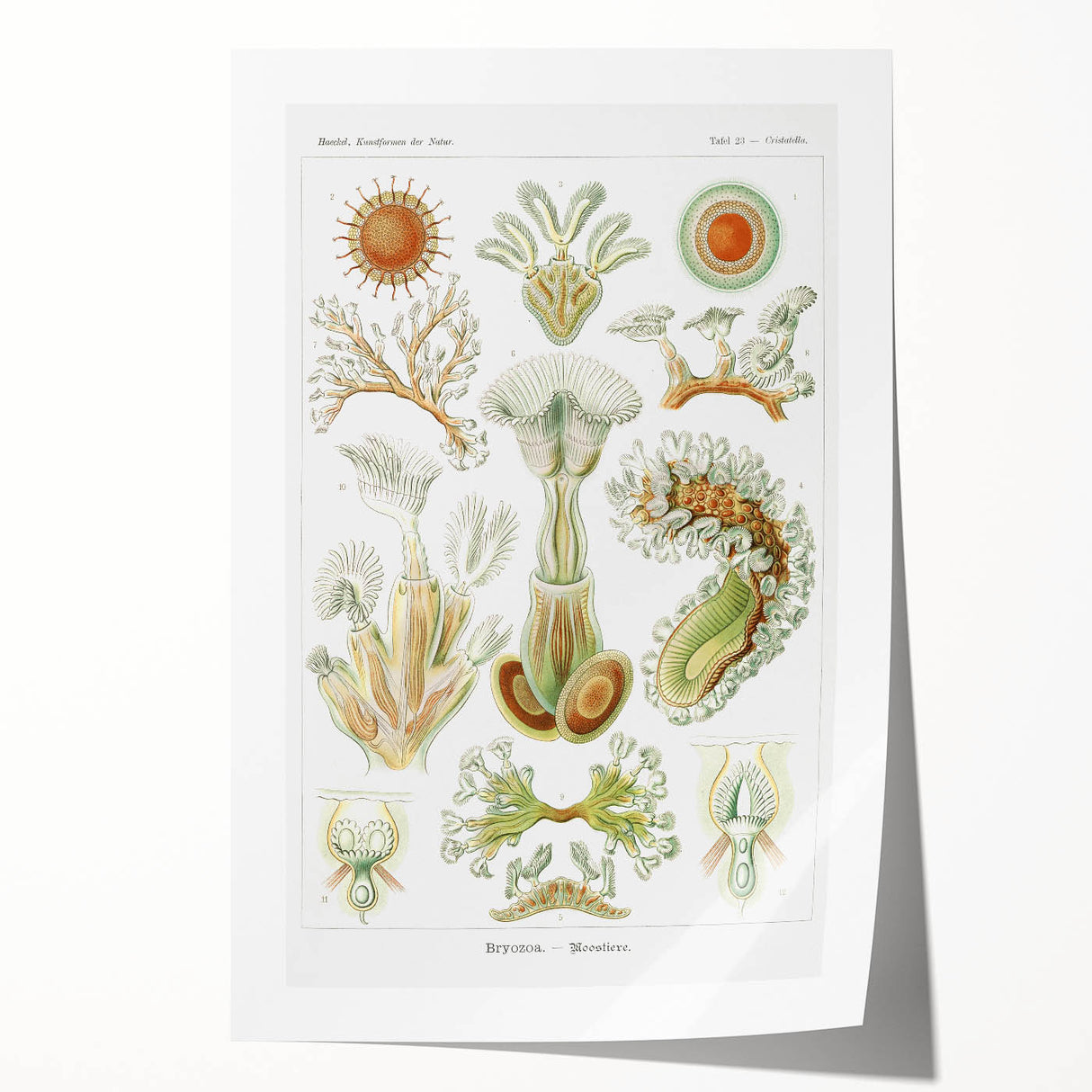 Ernst Haeckel’s Bryozoa - Elegant Nature Illustration Wall Art