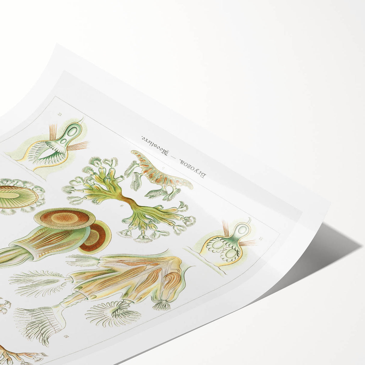 Ernst Haeckel’s Bryozoa - Elegant Nature Illustration Wall Art