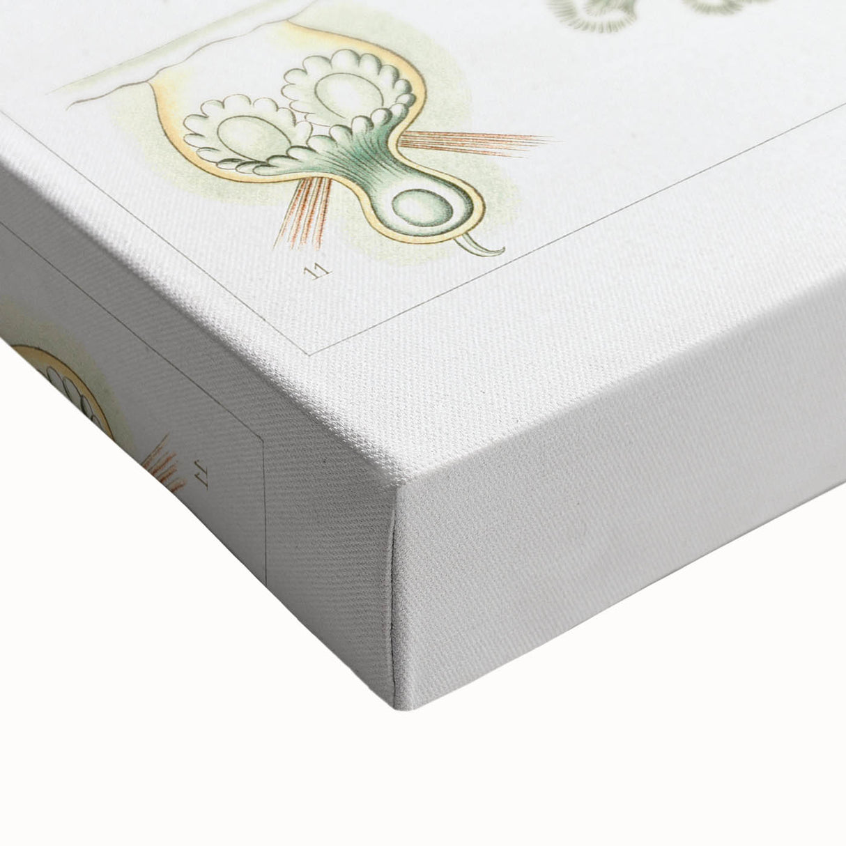 Ernst Haeckel’s Bryozoa - Elegant Nature Illustration Wall Art