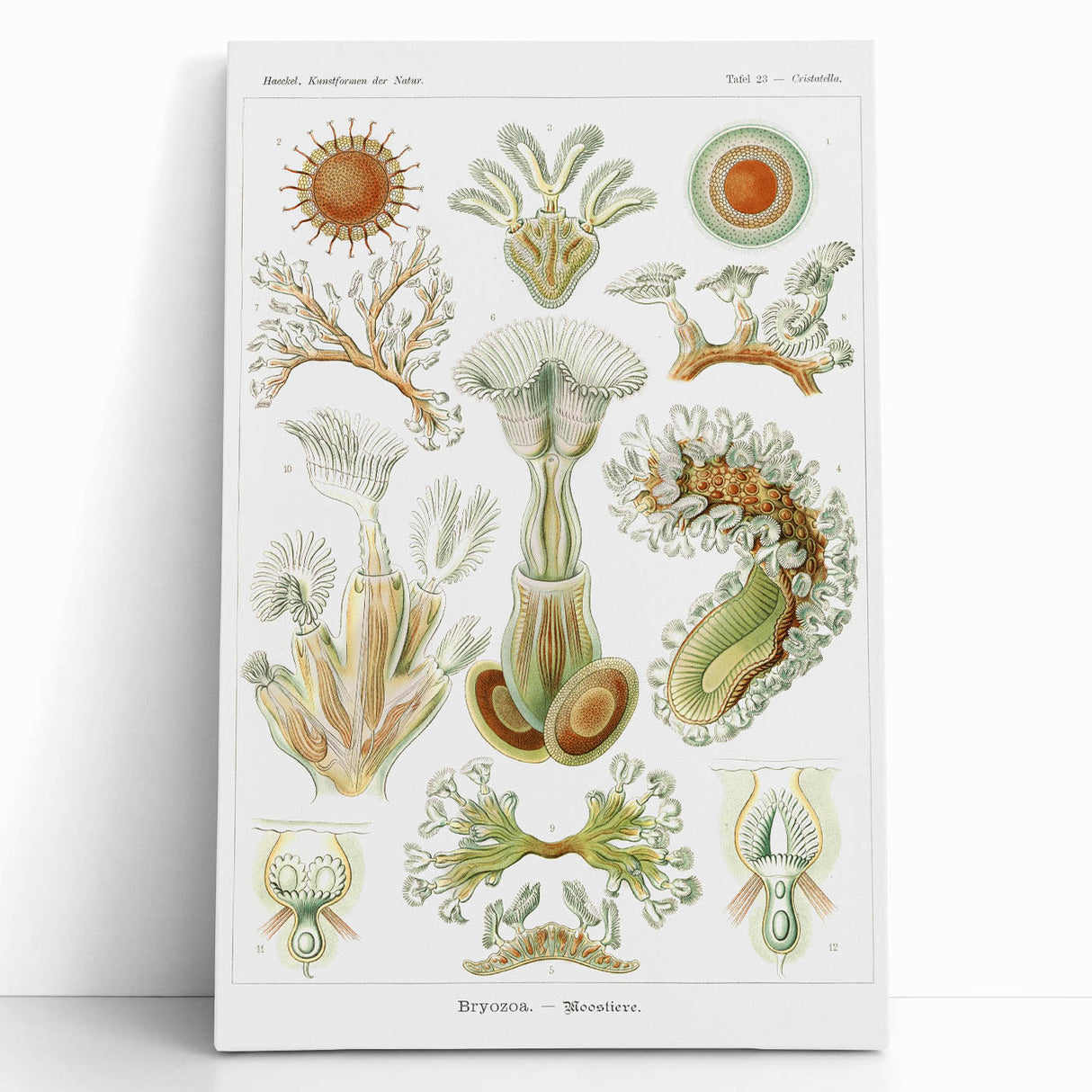 Ernst Haeckel’s Bryozoa - Elegant Nature Illustration Wall Art