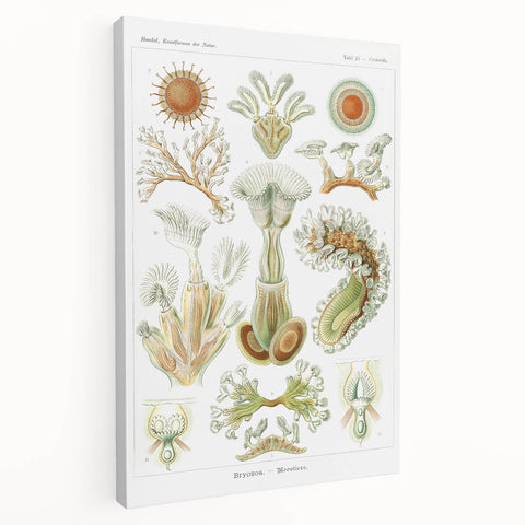 Ernst Haeckel’s Bryozoa - Elegant Nature Illustration Wall Art