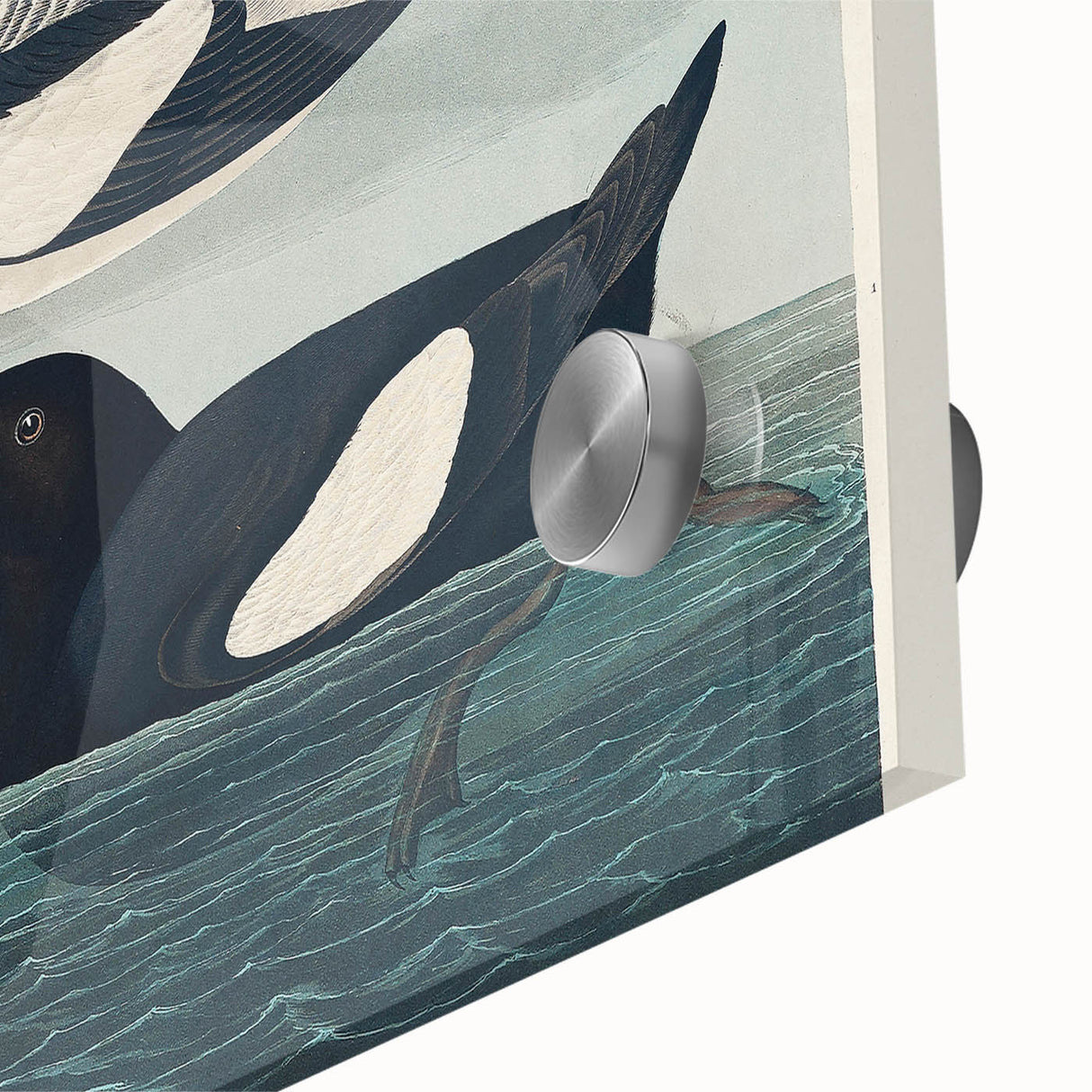 Romanticism Art: "Black Guillemot" by John James Audubon