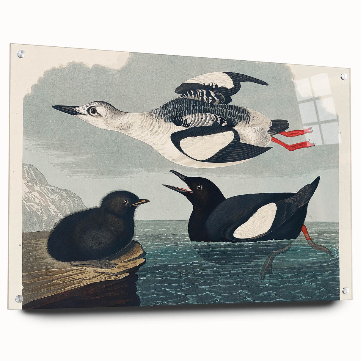 Romanticism Art: "Black Guillemot" by John James Audubon